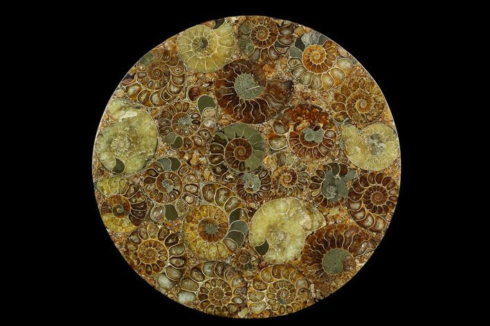 Composite Plate Of Agatized Ammonite Fossils #130558